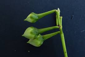 Image result for Ipomoea parasitica