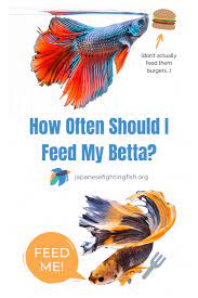 It is recommended to feed your betta fish two to four pellets, once or twice per day. Betta Fish Feeding Instructions The Best Betta Fish Food