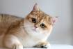 British Shorthair price range. British Shorthair kittens ...