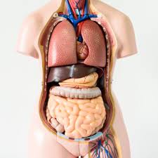 Back pain from internal organs is often felt on one side of the back, depending on which organ is affected. Seven Body Organs You Can Live Without