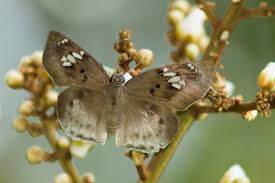 Image result for Deinbollia sp. A