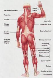 Human Back Muscle Diagram Human Back Muscle Diagram Lower
