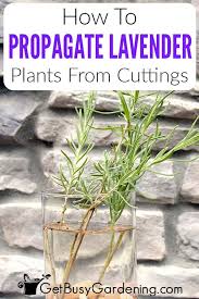 Image result for lavender cuttings