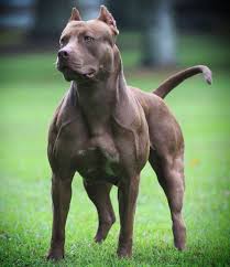 Pin By Dallon Mckenzie Hykes On Apbt Xl Kangal Dog Dog Breeds Pitbull Dog