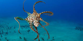 Ahtapotlar Hakkinda Bilgi Ahtapot Nedir Ozellikleri Nelerdir Bilgihanem