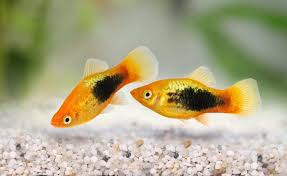 Fish Reproduction - Wikipedia