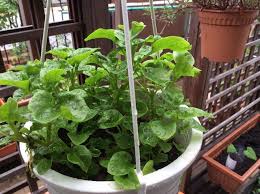 Bayam cabut atau bayam sekul alias bayam putih (a. Taman Etnobotani Pusat Interaktif Sains Ipgktar Halaman 4 Taman Etnobotani Pusat Interaktif Sains Ipgktar
