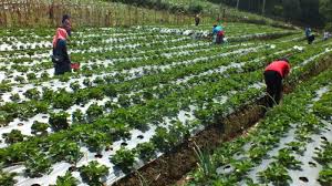 We did not find results for: Kegiatan Ekonomi Di Indonesia Kumpulan Materi Kelas 5 By Nasya Tikalisti