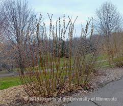 I've been reading about hybrid willows on a lot of the online nurseries. Smart Gardening In 2020 Plant Pussy Willows A Pollinator Friendly Powerhouse Of A Shrub