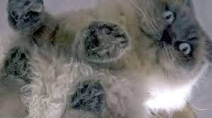 Check spelling or type a new query. These Are Cats Sitting On Glass Youtube