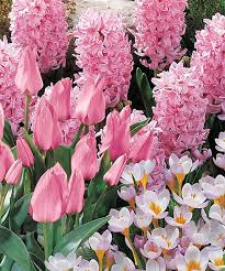 Check spelling or type a new query. Michigan Bulb Company Pink Flower Bulb Set Of 30 Best Price And Reviews Zulily