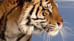 Vizionează gratuit cele mai interesante filme documentare despre animale. Top 10 Cele Mai Populare Documentare Despre Animale Salbatice DeÈ™tepÈ›i Ro