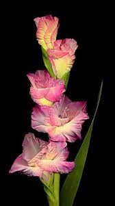Gladiolus Photo By Photographer Shilesh Jani Beautiful Flowers Amazing Flowers Gladiolus Flower