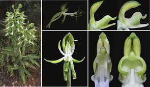 Image result for Bonatea antennifera