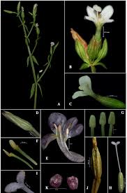 Image result for Canscora alata