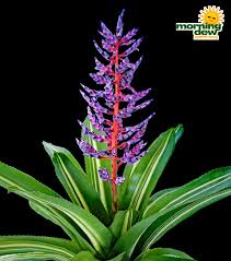 9″ blue tango (p.) description: Bromeliad Morning Dew Tropical Plants