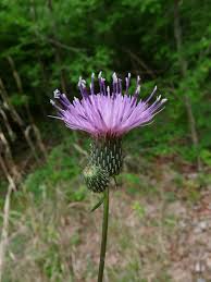 Image result for Cirsium