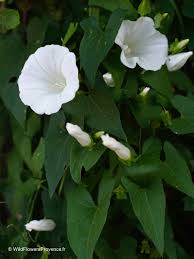 Image result for Convolvulus arvensis