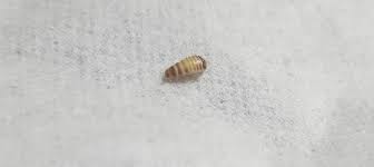 House centipedes feed on other pests like cockroaches, silverfish, and spiders. How To Get Rid Of Carpet Beetles 2021 Guide Earlyexperts