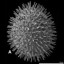 Image result for Pteronia acuminata