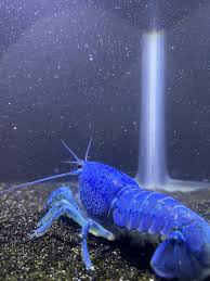 Image result for Vepris allenii