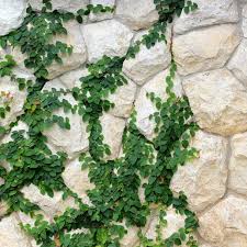 Image result for Ficus pygmaea