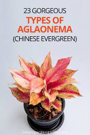 23 Beautiful Aglaonema Varieties Chinese Evergreen Smart Garden Guide In 2021 Aglaonema Varieties Chinese Evergreen Chinese Evergreen Houseplant