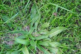 Image result for Bothriocline steetziana