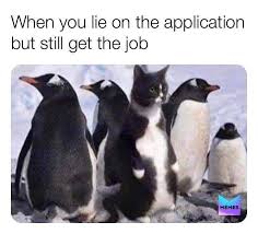 Pin On Cat Meme