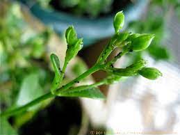 Maybe you would like to learn more about one of these? Kalanchoe Tessa The Gardener S Eden