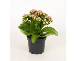 Image result for Kalanchoe rosalina