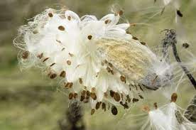 Check spelling or type a new query. Seedpod And Seeds Of Milkweed Genus Asclepias Unidentified Species Early In Autumn Field In Northern Illinois Milkweed Seeds Are Dispersed By Wind Freestock Photos