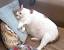 Fat Cat Sitting Meme