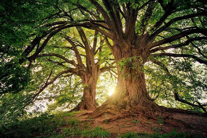 La puissance de l'arbre – La pensée écologique – le blog