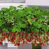 Découvrez la recette de jardinière de légumes à faire en 15 minutes. 1