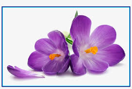 A range of purple flowers on a lilac background. Purple Flowers Free Png Image Purple Flower White Background Transparent Png 1305x825 Free Download On Nicepng