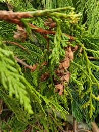 The other three western cedars are alaskan yellow cedar, incense cedar and port orford cedar. Western Red Cedar I D Help Tree Identification Pictures Arbtalk The Social Network For Arborists