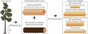 Image result for Cordia senegalensis