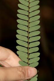 Image result for Rourea