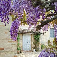 Pin On Wisteria