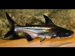 Black And White Striped Catfish Aquarium Paroon Shark Basic Knowledge Hindi Urdu Tropical Fish Tanks Freshwater Fish Shark