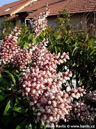 Image result for Pieris japonský obrázek