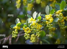 Image result for Berberidaceae