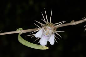 Image result for Lepidagathis randii