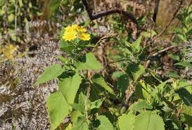 Image result for Anisopappus kirkii