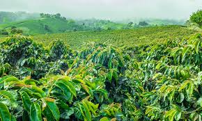 Over 4,535 coffee plantation pictures to choose from, with no signup needed. 3 Destinations For A Coffee Plantation Vacation The Travel Team