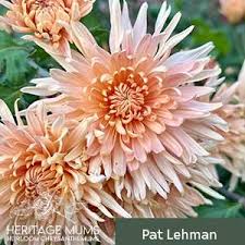 Spring Surprise Mums — Heritage Mums