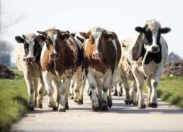 Pin By Crulleke Annie On Cows Cow Pictures Holstein Cows Cow Art