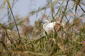 Image result for Savannosiphon euryphyllus