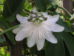 Passiflora White Wedding 4 Pot